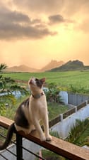Scenic View